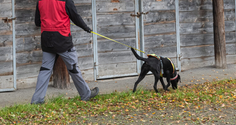 Schwarzer Hund sucht an der Leine die Spur einer Person mit seinem Menschen