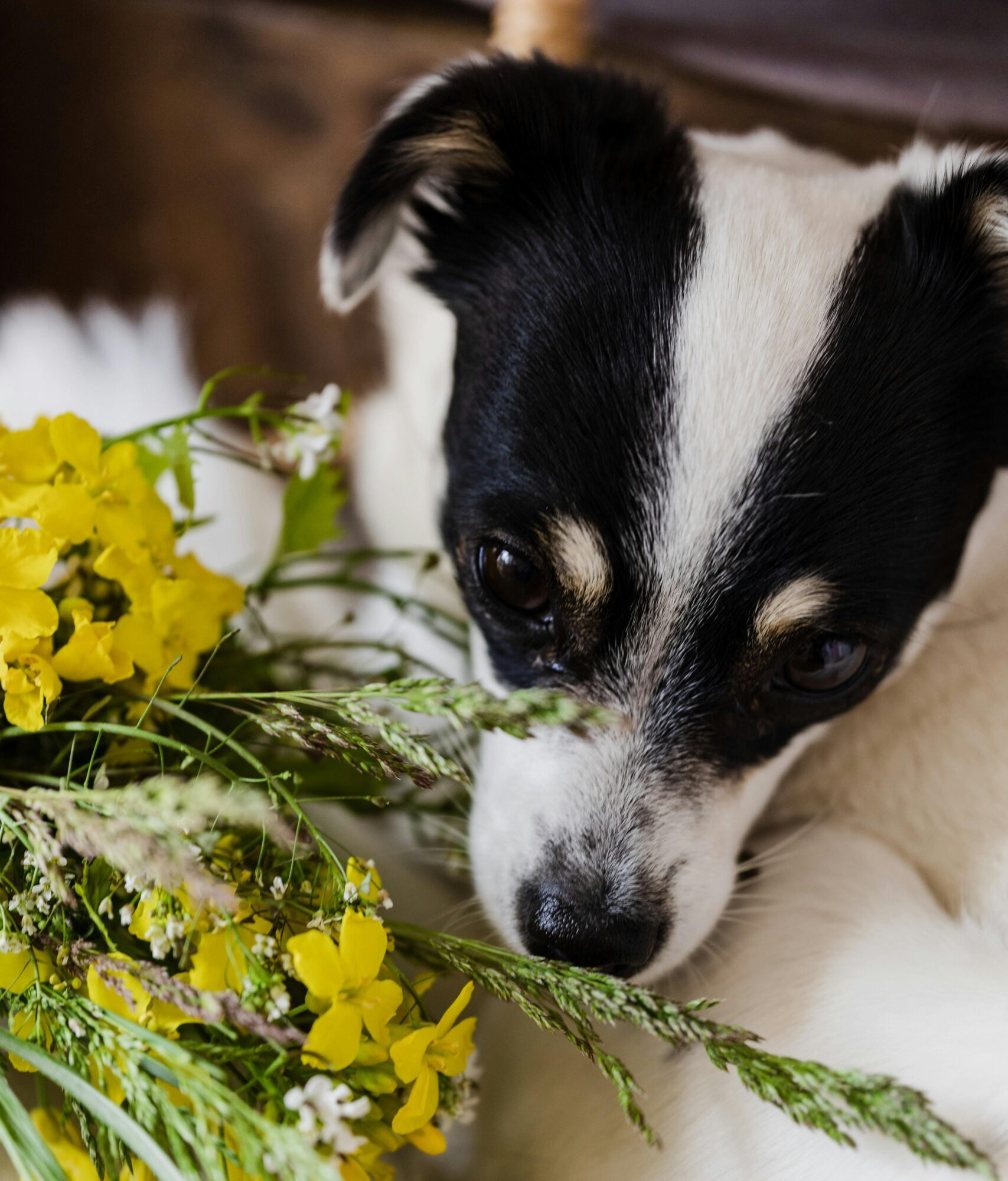 Read more about the article Ablenkungen im Tracktrailing